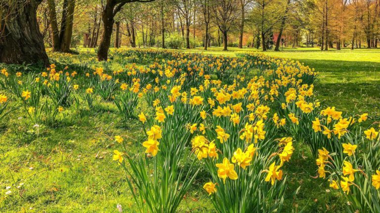 FRÜHLINGSANFANG (meteorologisch)